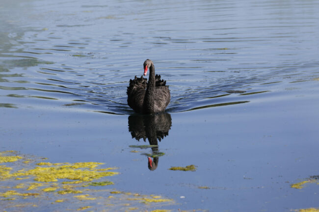 Der Schwarze Schwan Schwarzer Schwan